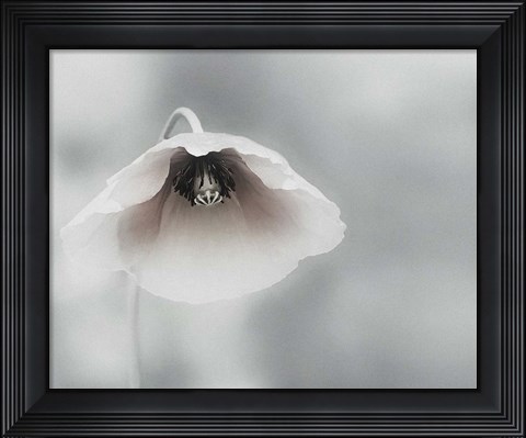 Framed Ephemeral Beauty Print
