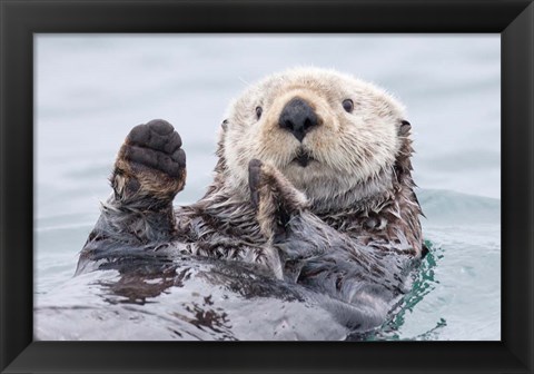 Framed Yesterday I Caught A Fish This Big! - Otter, Alaska Print