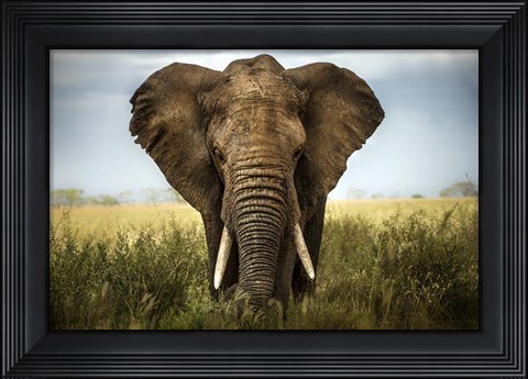 Framed Encounters In Serengeti Print