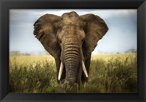 Framed Encounters In Serengeti Print