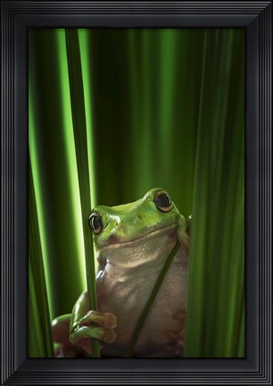 Framed Green Frog Print
