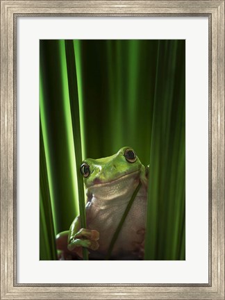 Framed Green Frog Print