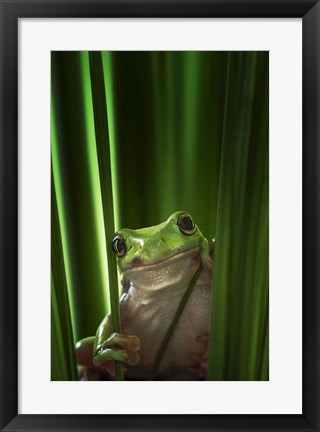 Framed Green Frog Print