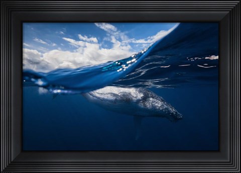 Framed Humpback Whale And The Sky Print