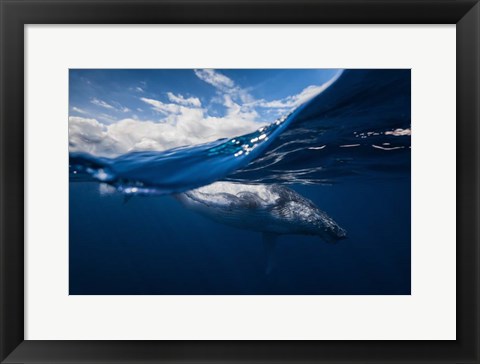 Framed Humpback Whale And The Sky Print