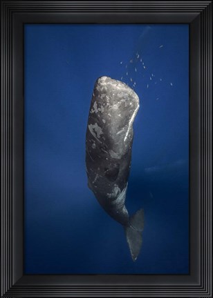 Framed Candle Sperm Whale Print