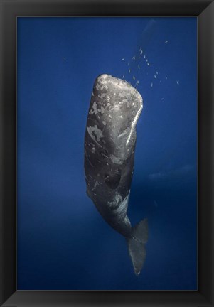Framed Candle Sperm Whale Print