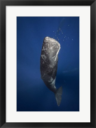 Framed Candle Sperm Whale Print