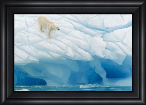 Framed Polar Bear Print