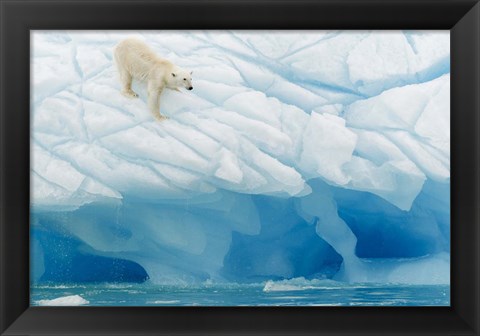 Framed Polar Bear Print