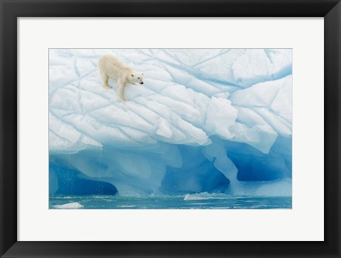 Framed Polar Bear Print