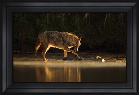 Framed Jackal Morning Play Print