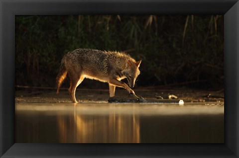 Framed Jackal Morning Play Print