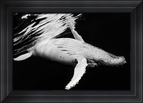 Framed Black &amp; Whale 2 Print