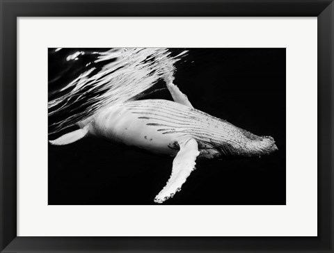 Framed Black &amp; Whale 2 Print