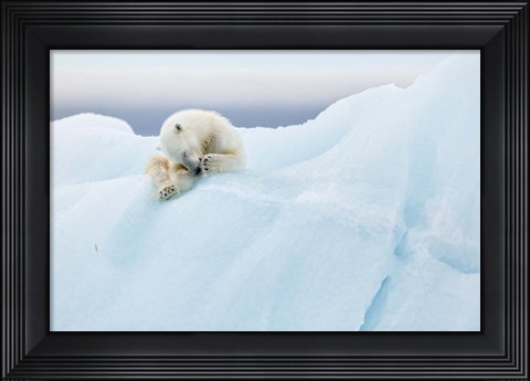 Framed Polar Bear Grooming Print