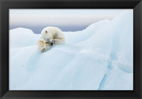 Framed Polar Bear Grooming Print