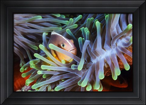 Framed Clownfish Print