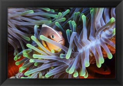 Framed Clownfish Print