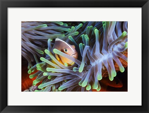 Framed Clownfish Print