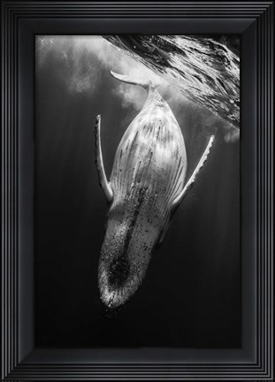 Framed Black &amp; Whale Print