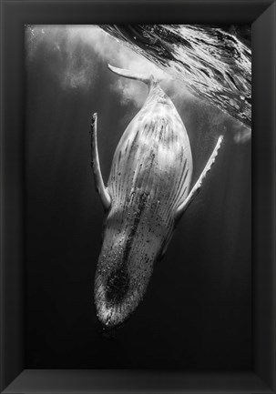 Framed Black &amp; Whale Print