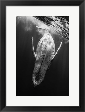 Framed Black &amp; Whale Print