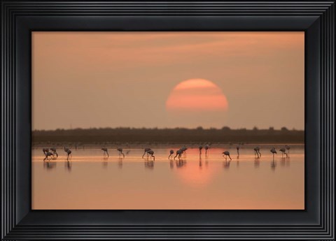 Framed Flamingos At Sunrise Print