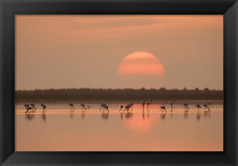 Framed Flamingos At Sunrise Print