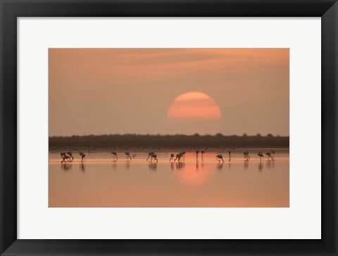 Framed Flamingos At Sunrise Print