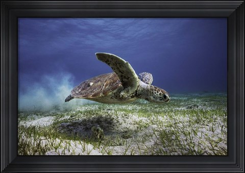 Framed Take Off Print