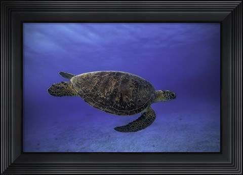 Framed Green Turtle In The Blue Print
