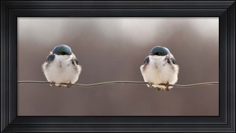 Framed Birds On A Wire Print