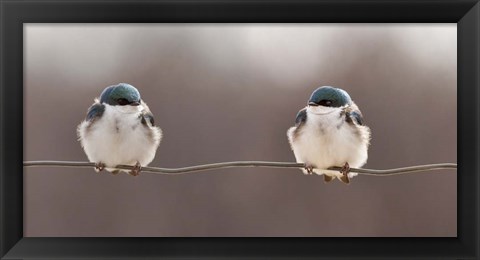 Framed Birds On A Wire Print