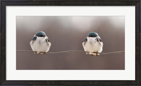 Framed Birds On A Wire Print