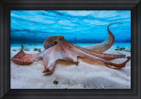 Framed Octopus Print