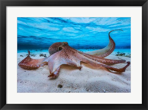 Framed Octopus Print
