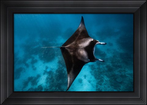 Framed Manta Fly! Print