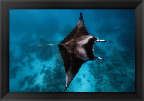 Framed Manta Fly! Print