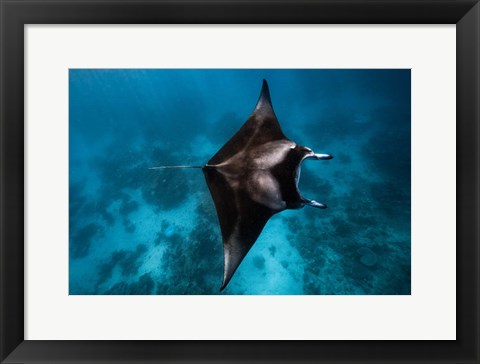 Framed Manta Fly! Print