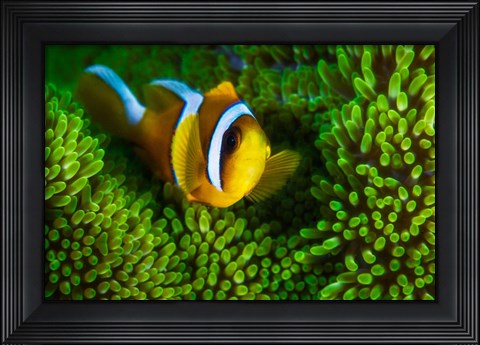 Framed Yellow Clownfish On Green Anemon Print