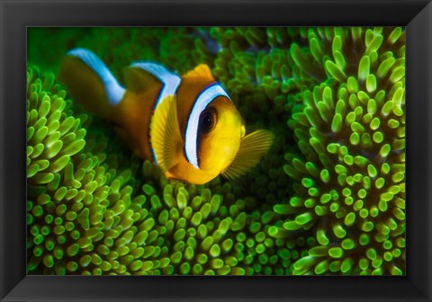 Framed Yellow Clownfish On Green Anemon Print