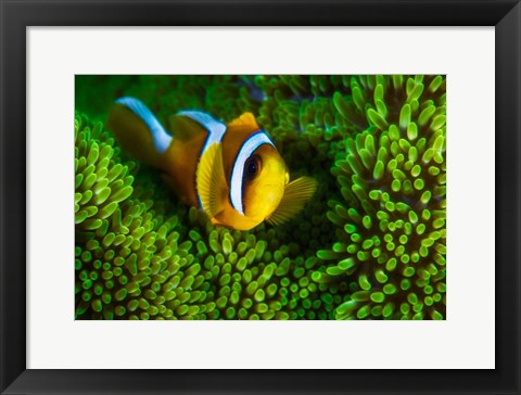 Framed Yellow Clownfish On Green Anemon Print