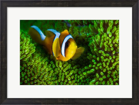 Framed Yellow Clownfish On Green Anemon Print