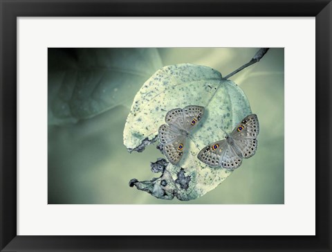 Framed Duet Print