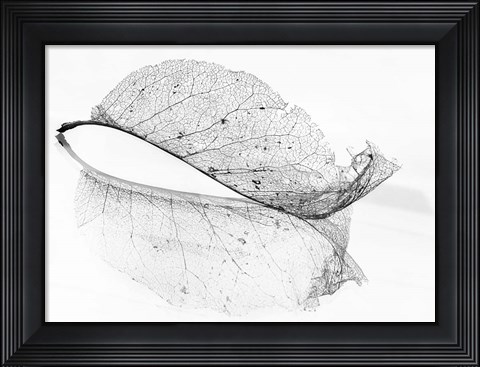Framed Old Leaf Print