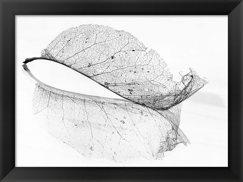 Framed Old Leaf Print