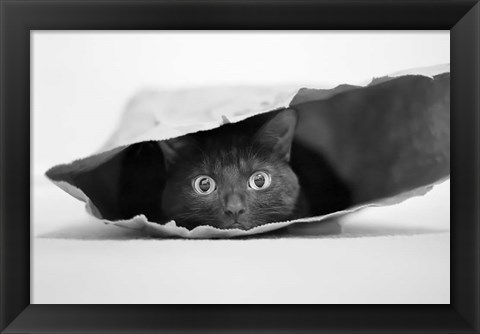 Framed Cat In A Bag Print