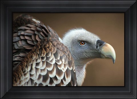 Framed Vulture Print