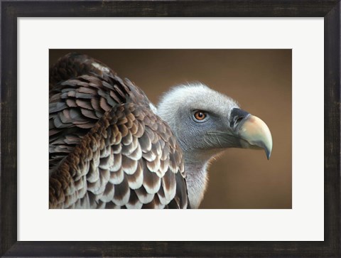 Framed Vulture Print
